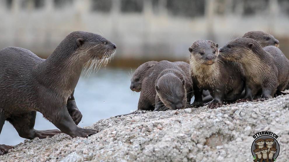 Father In Famous Bishan Otter Family Dies Cna