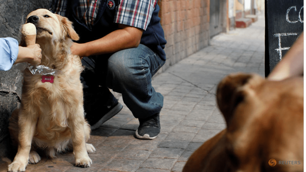 catalyst making dogs happy