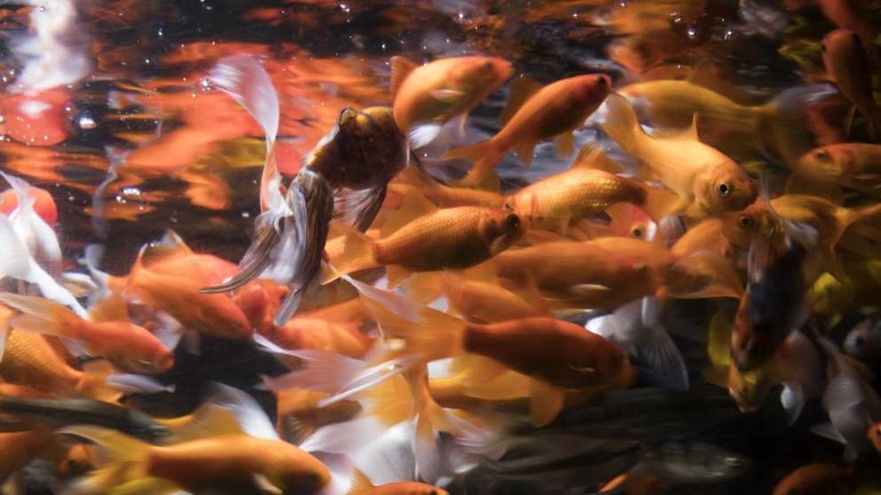 paris aquarium offers haven for