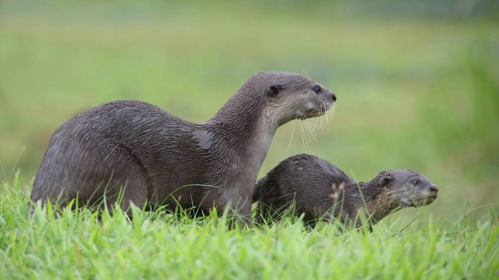 Nparks To Become Lead Agency For Animal And Wildlife