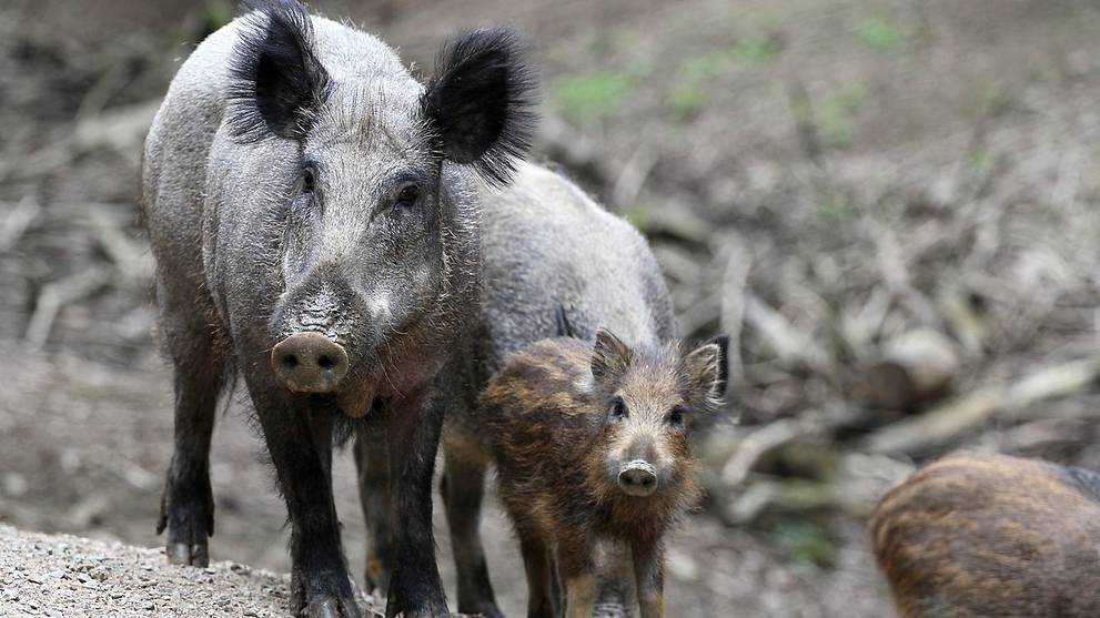 Commentary: Why wild boars run amok in one Italian city - CNA