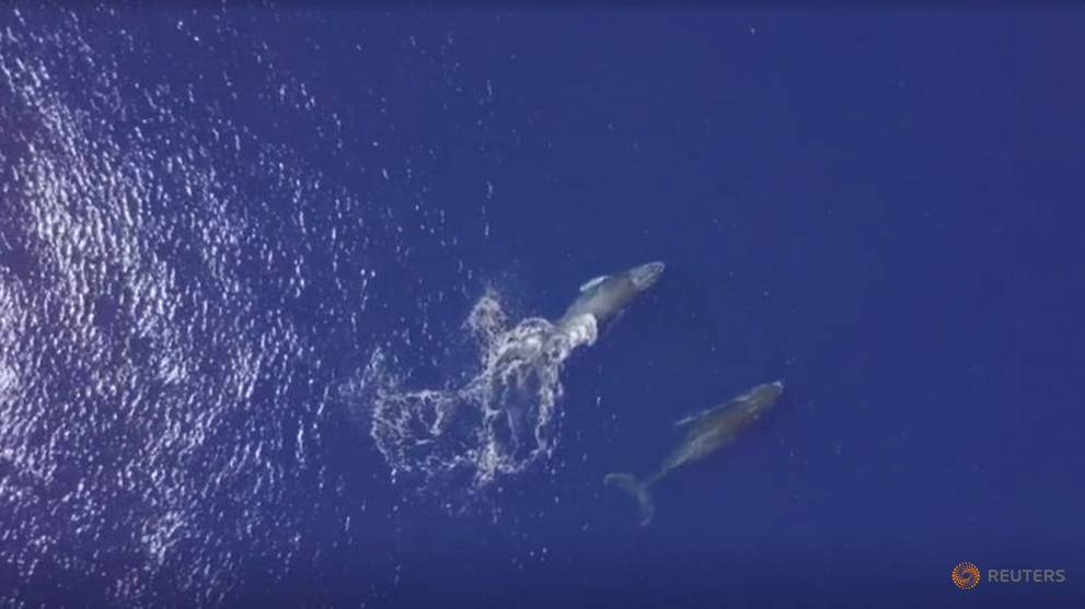 Testy Humpback Whale Chases Away Watchers Who Get Too Close