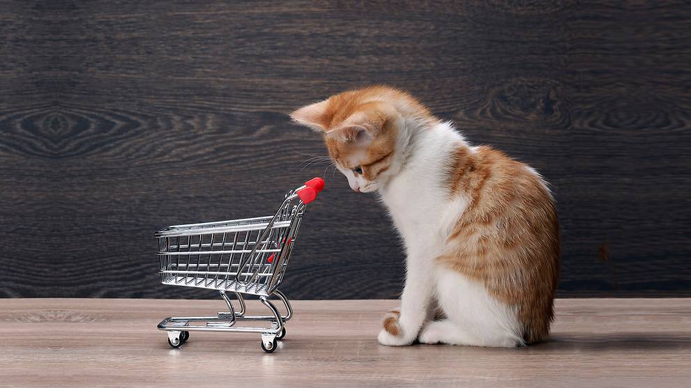 Are You Really Ready To Get A Pet Answer These Questions Honestly Before Saying Yes Cna
