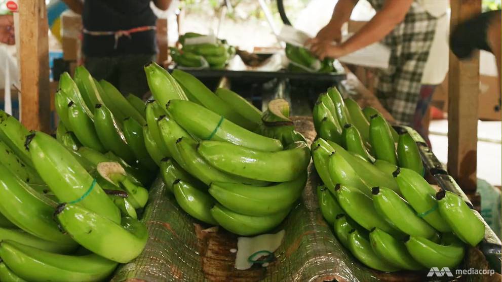 The banana money trail Prices rising in Singapore, but farmers not