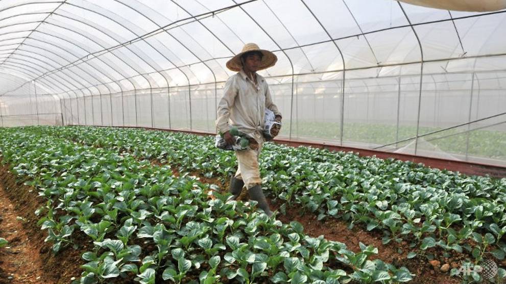 Singapore aims to produce 30 of its nutritional needs by 2030, up from