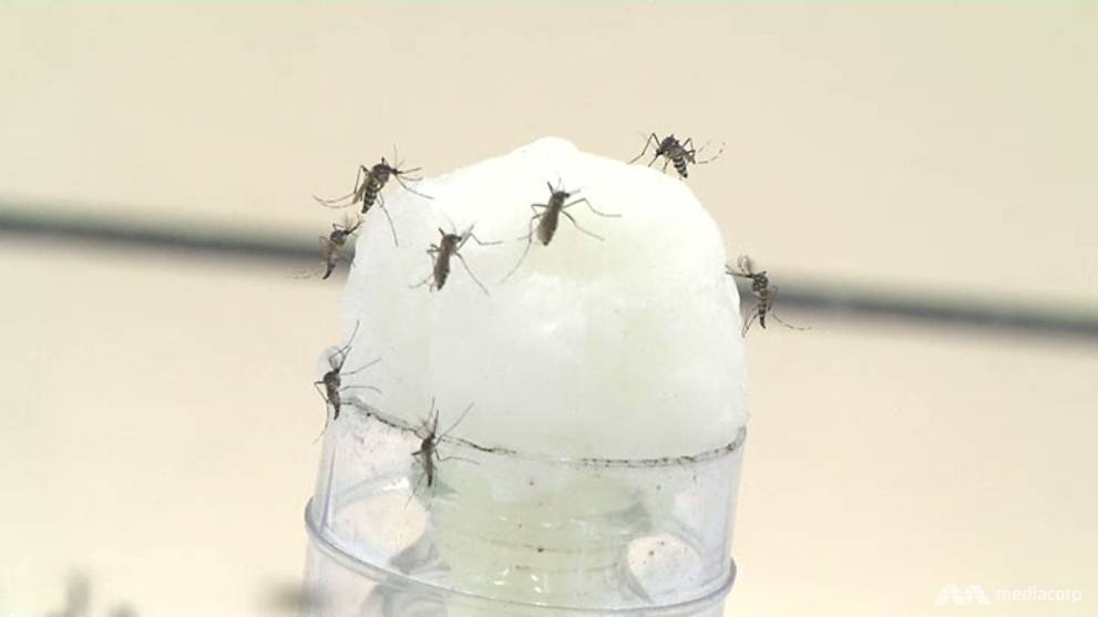 Wolbachia mosquito project expanded to larger area CNA