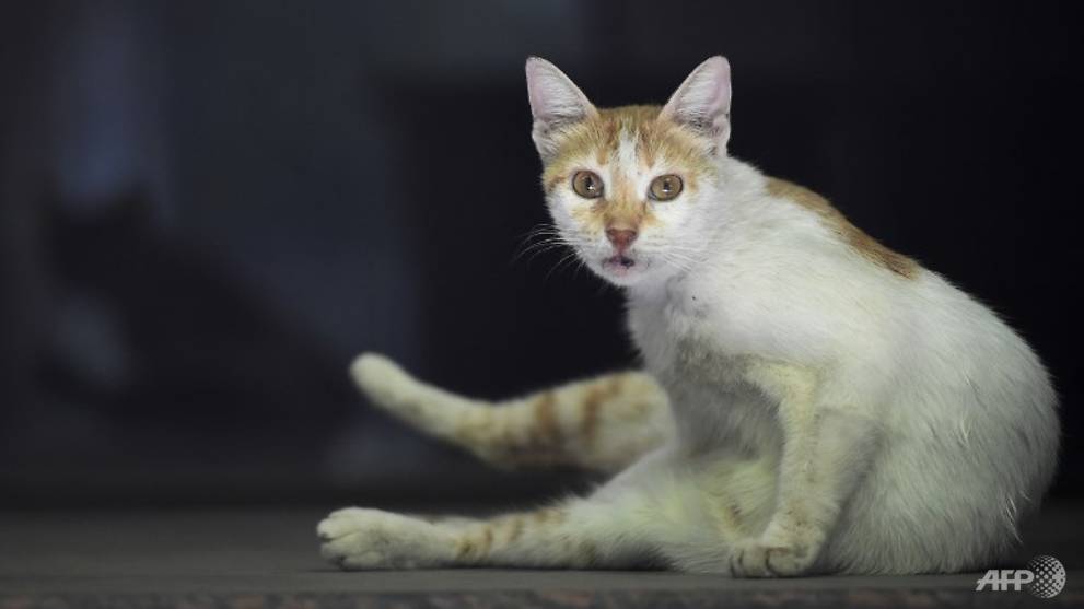 Feedback On Cat Related Nuisance Rose In 2018 Lawrence Wong Cna
