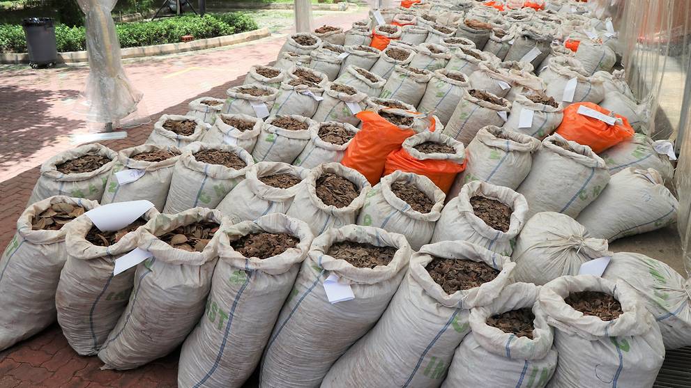 Nearly 13 tonnes of pangolin scales worth S$52 million ...