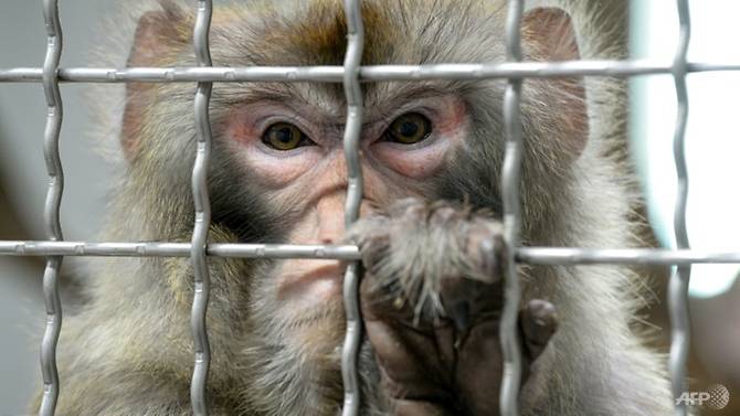 the-researchers-said-the-rhesus-monkey-though-genetically-closer-to-humans-than-rodents-is-still-distant-enough-to-alleviate-ethical-concerns-1554977472162-8.jpg