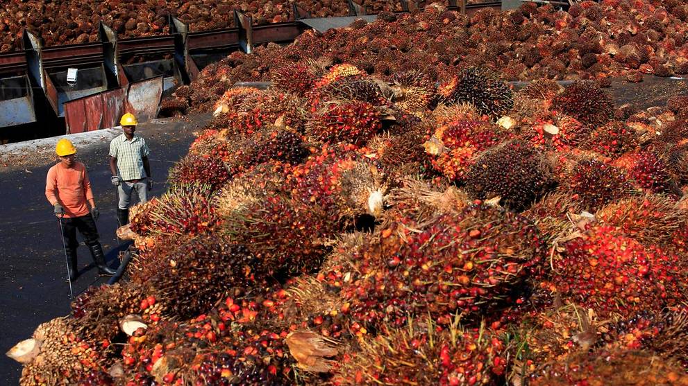 Malaysia S Palm Oil Growers Fall On Hard Times Cna