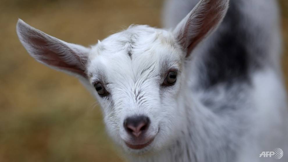 Feeling mehhh: Goats bleat to reveal their emotions to friends CNA
