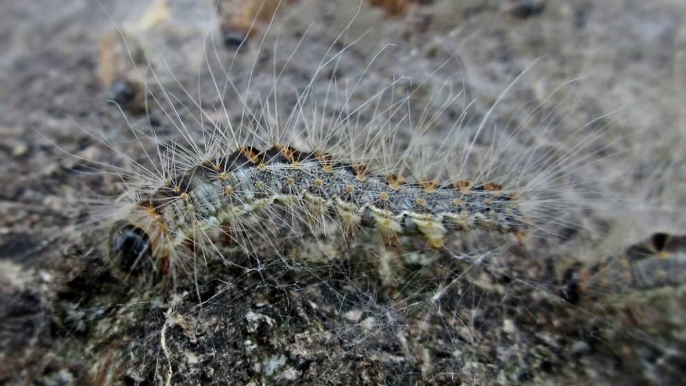 Toxic Caterpillars Spark Dutch Health Scare Shut Two Schools Cna