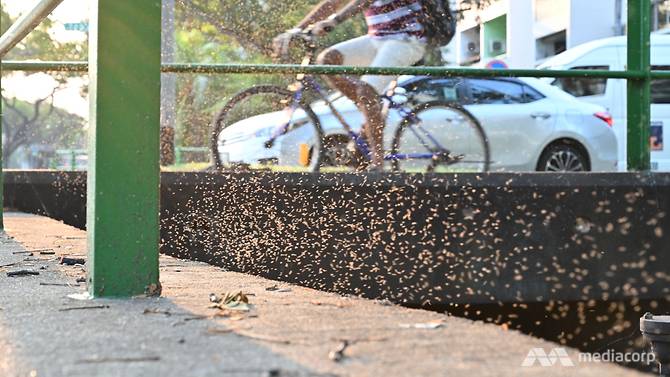 midges-emergence.jpg