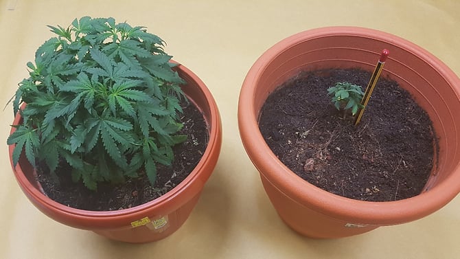 cannabis-plants-seized-in-cnb-raid-on-yi