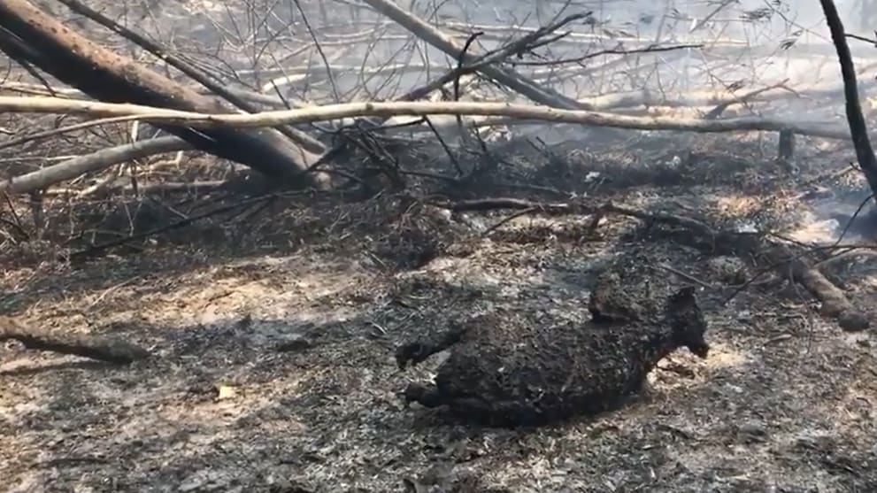 Hundreds Of Rare Koalas Feared Dead In Australia Bushfire Cna