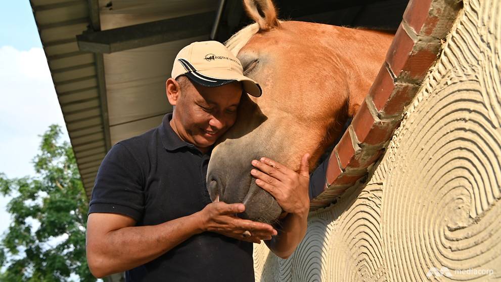 Ex-jockey and rescued horses offer therapy for the human spirit - CNA