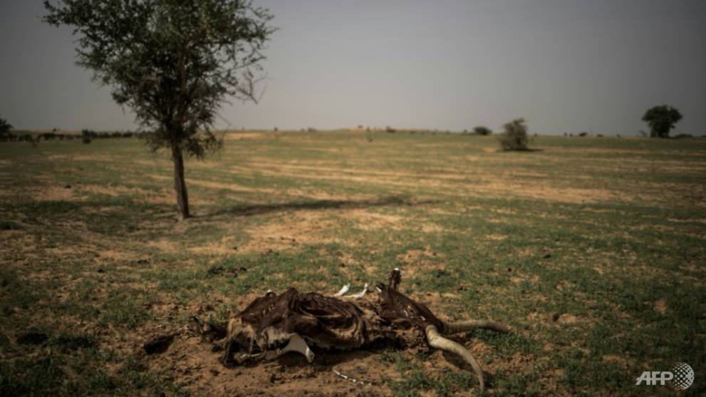 Climate change threatens end of trail for Niger's nomadic herders - CNA
