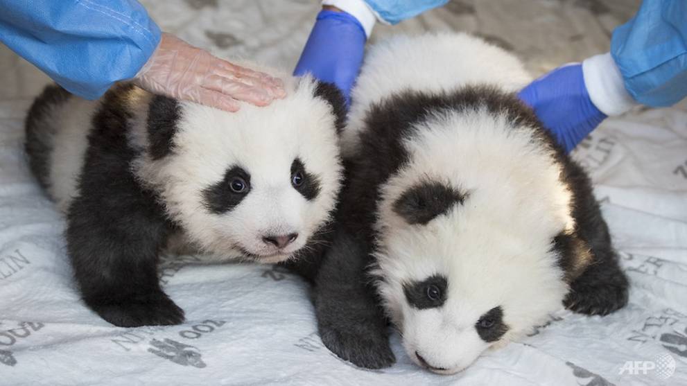 Boy oh boy! Twin male pandas charm Berlin zoo