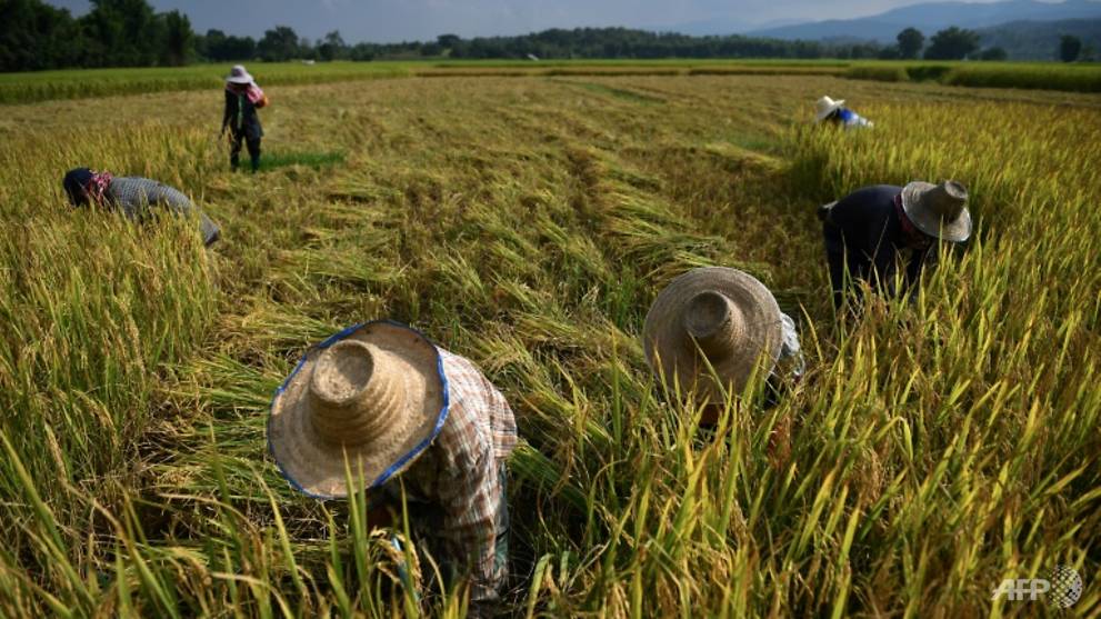 Thai rice farmers shun 'big agribusiness' and fight climate change - CNA