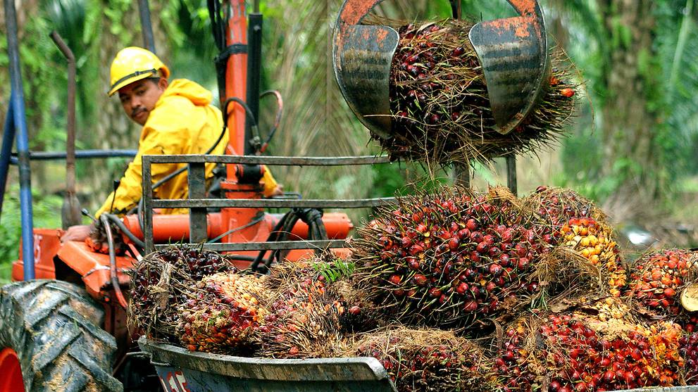 Southeast Asia S Palm Oil Industry Touts Sustainability Narrative