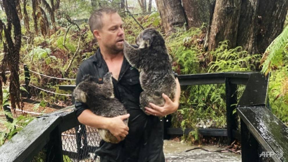 Koalas, native animals rescued from flash floods as rain pours over Australia bushfire - CNA
