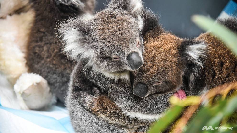 Koala Bushfire Victims Start To Return Home Amid Wider Fears For