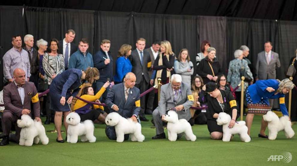 Dog Handlers Dress To Impress At Westminster Show Cna