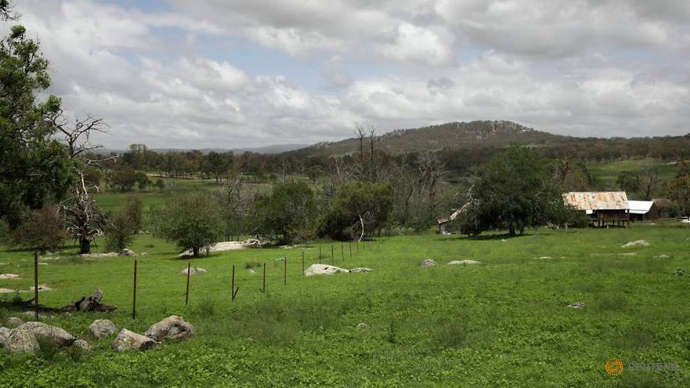 Paddocks 'painted green': Australian farmers celebrate rains amid grinding drought - CNA