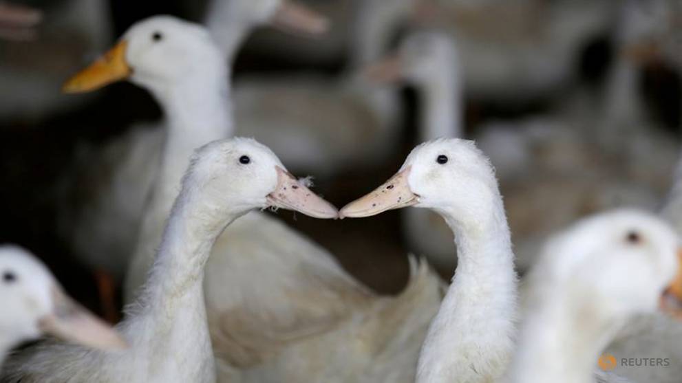 Expert rules viral idea to send ducks to tackle locust swarm just doesn’t fly