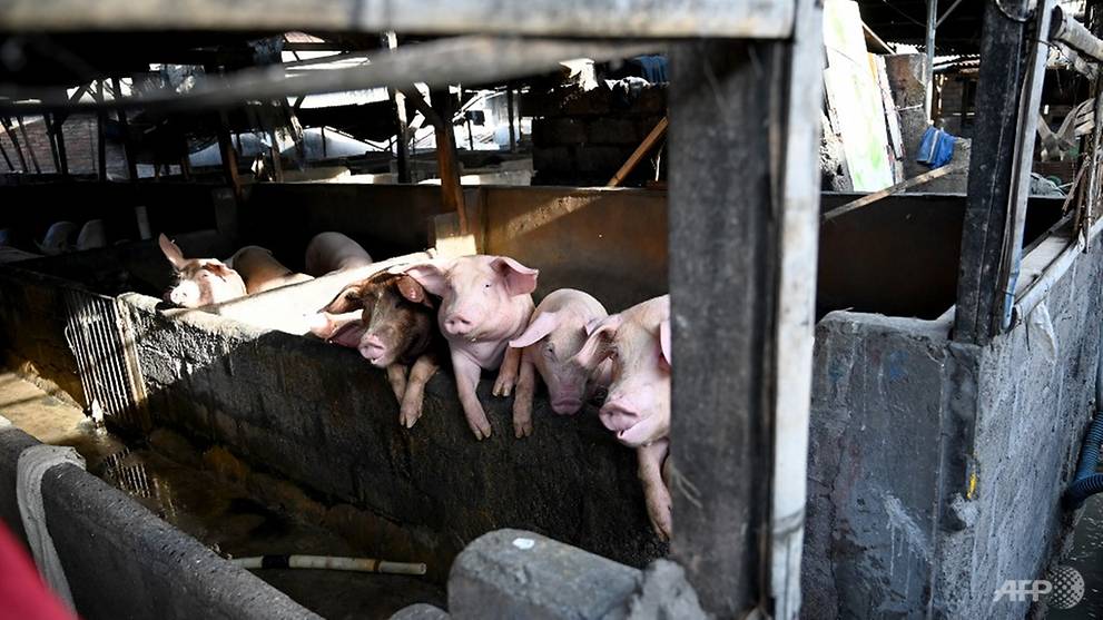 New outbreak of African swine fever kills 3,000 pigs in Indonesia