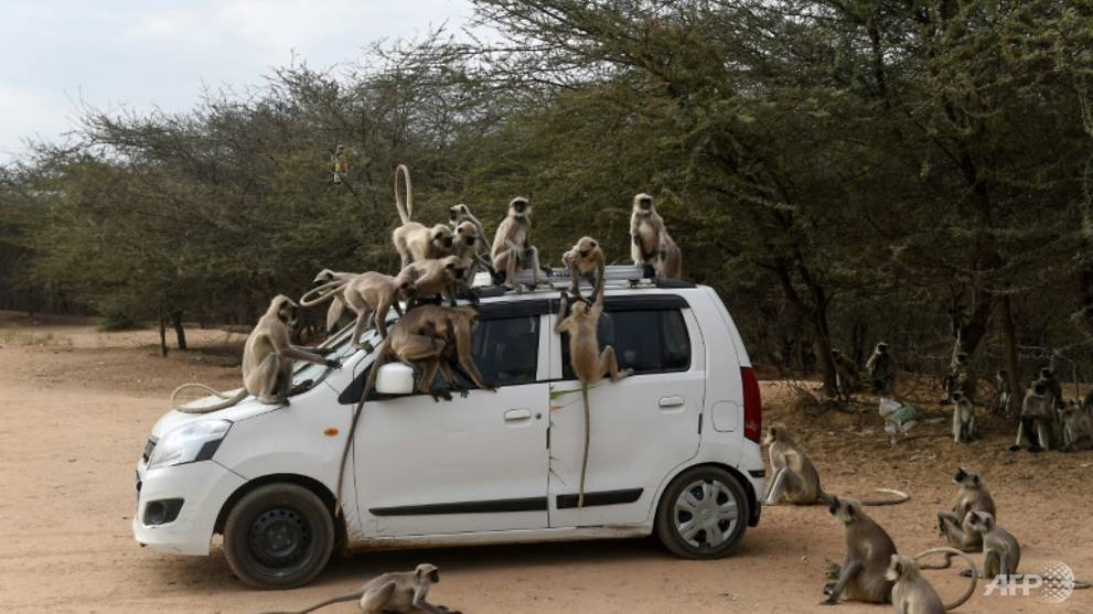 Monkeys, elephants and dogs reclaim India's streets in virus ...