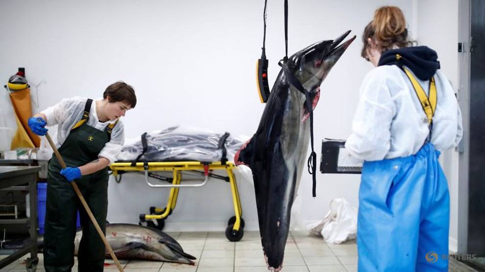 Dead Dolphins Wash Up On France S Shores In Record Numbers Cna