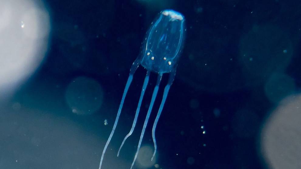 Under the sea What you need to know about the dangerous box jellyfish