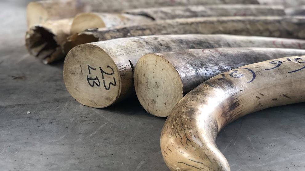 Ivory worth S18 million to be crushed; new centre to bolster Singapore