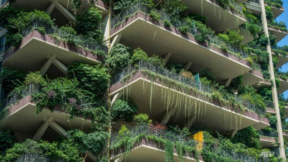 Welcome To The Jungle Plants Overrun Chinese Apartment Blocks Cna
