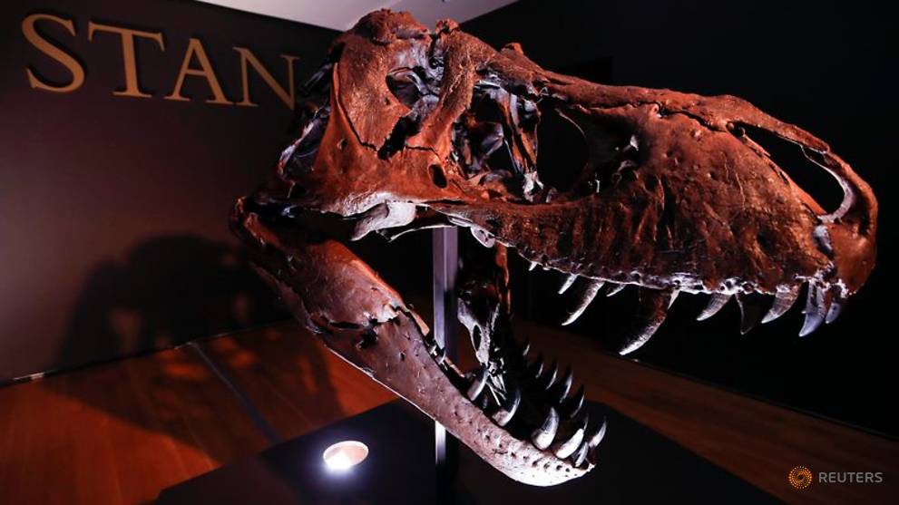 t rex skeletons on display