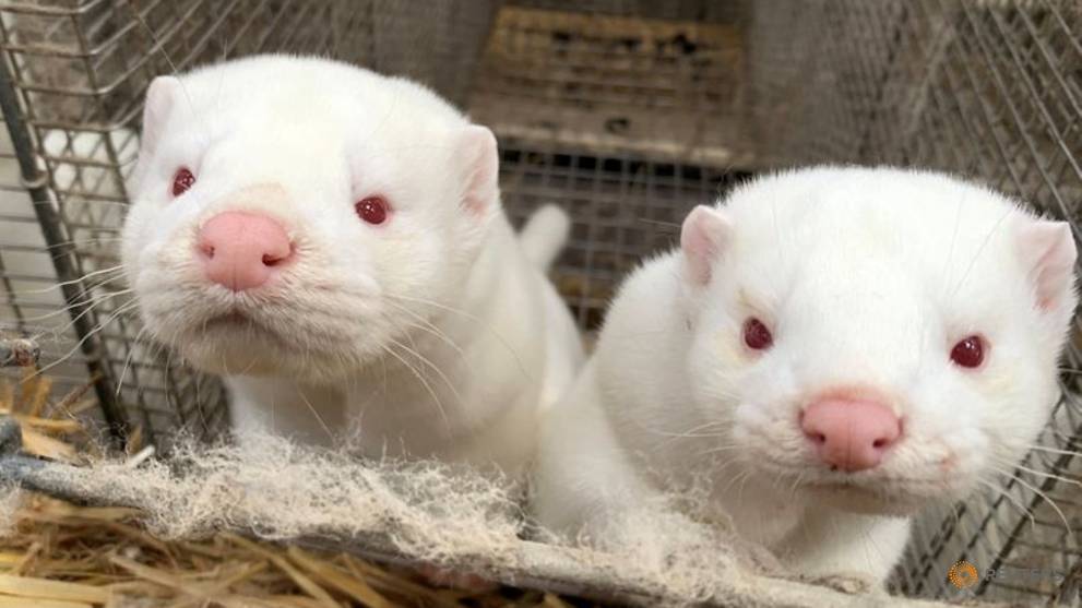 6 countries reported COVID19 in mink farms, say WHO CNA