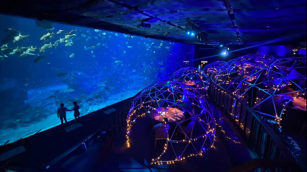 Dining with fish at Resorts World Sentosa's SEA Aquarium CNA