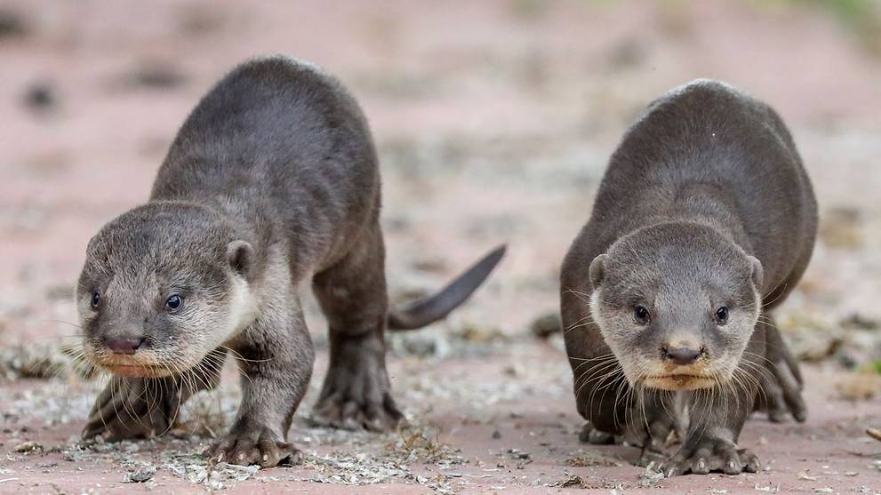 Commentary: Cute otters and pangolins get saved but are ugly animals a lost conservation cause ...