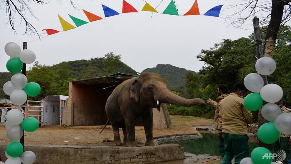 Kaavan, Pakistan's lonesome elephant, starts new life in ...