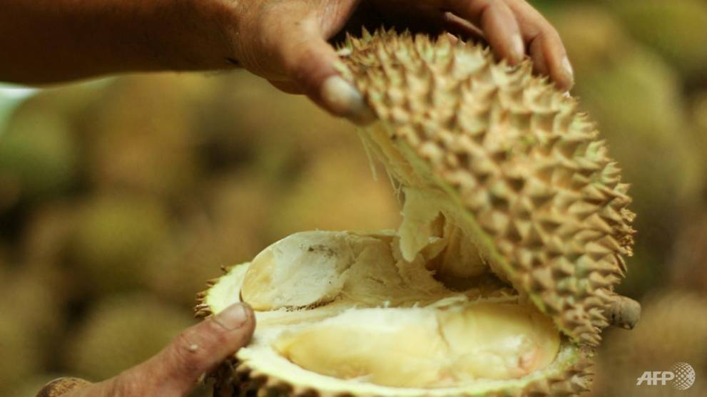 Durian energy, spider lenses: Solutions inspired by nature 2020