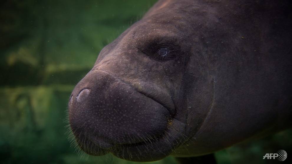 Manatee found with 'Trump' carved on its back prompts ...