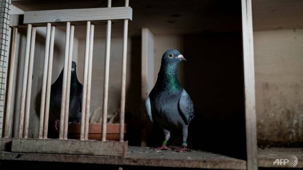 Fake tag claim offers pigeon a death row reprieve in Australia - Vimarsana News