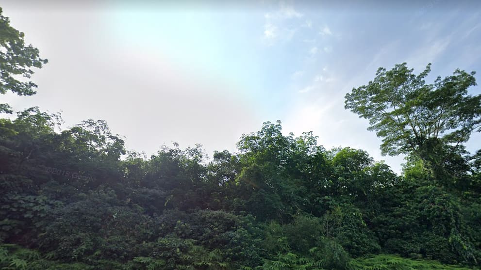 Dover Forest - Dover Forest To Make Way For Residential Development ... - Private forest with a rich bird life and public access via marked trails, in the orchard.