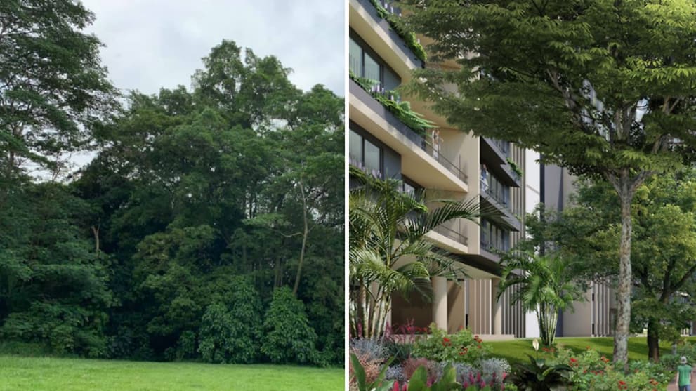 Commentary Saving Dover Forest And The Plight Of The Singapore Urban Planner Cna
