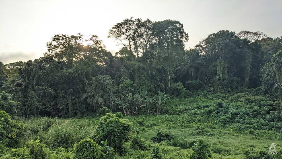 Visitors To Clementi Dover Forests Should Be Mindful Of Trees Prone To Falling Sla Nparks Cna