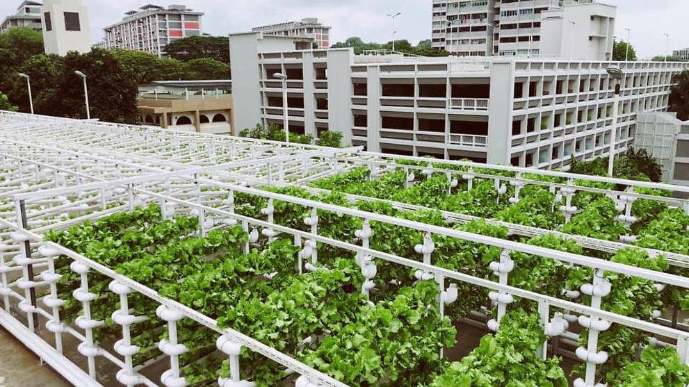 SFA launches tender for rental of 7 sites at HDB car park rooftops for urban farming - Vimarsana News