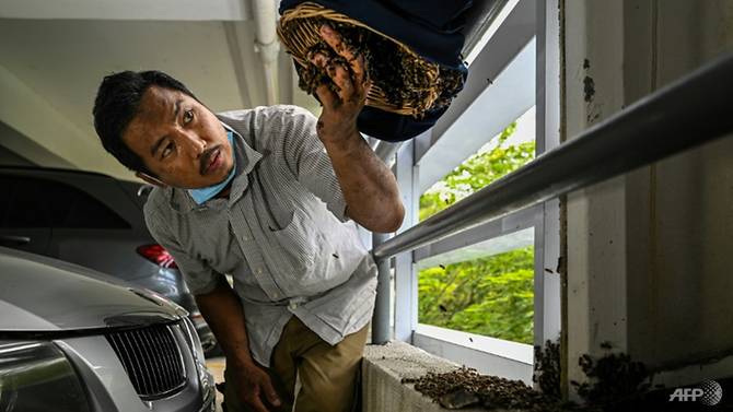 ooi-leng-chye-is-a-member-of-a-group-that-saves-bees-and-their-nests-when-they-are-discovered-in-cities-seeking-to-prevent-the-creatures-from-being-destroyed-by-those-who-view-them-as-pests-1620610342138-4.jpg (670×377)