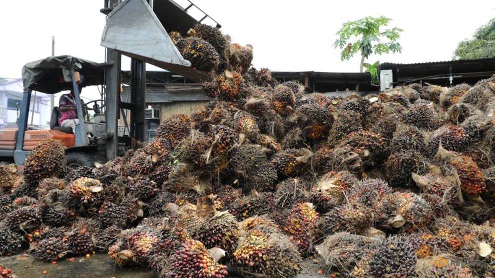 Canada probes forced labour claims in Malaysian palm oil, glove-making industries - Vimarsana News