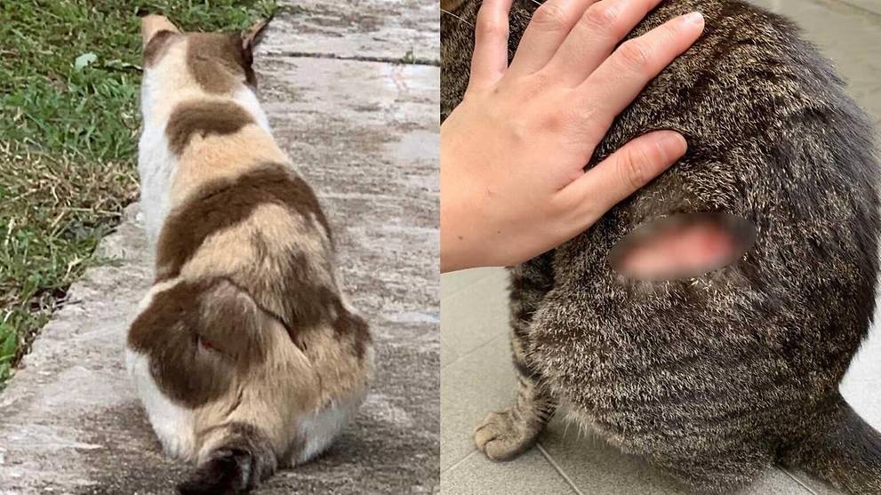 Ang Mo Kio cat slasher jailed for animal cruelty, says cats are ‘not human’